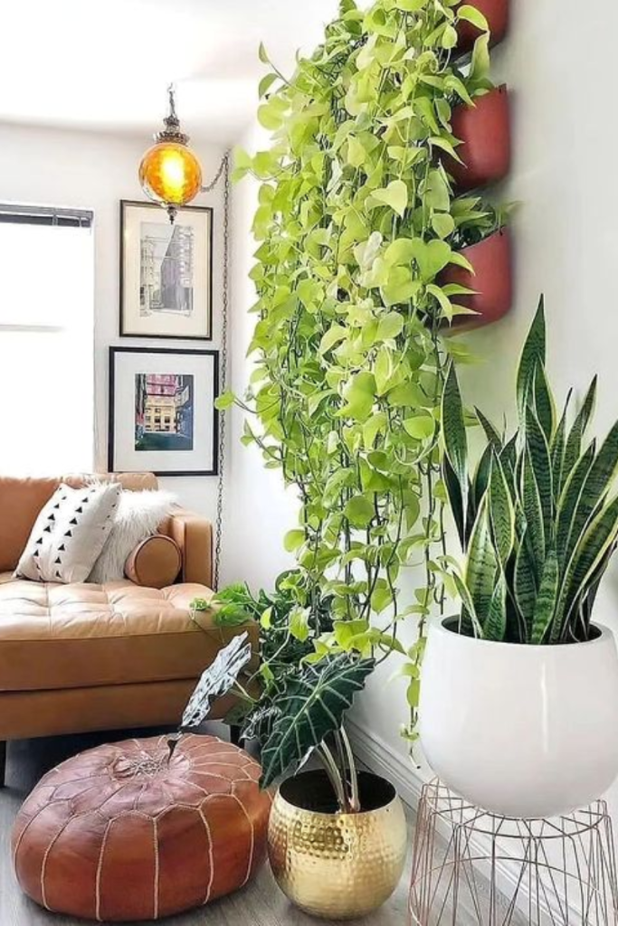 living room plants