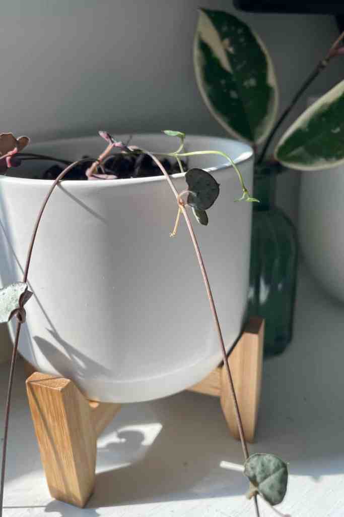 grounding yourself in nature to regulate the nervous system