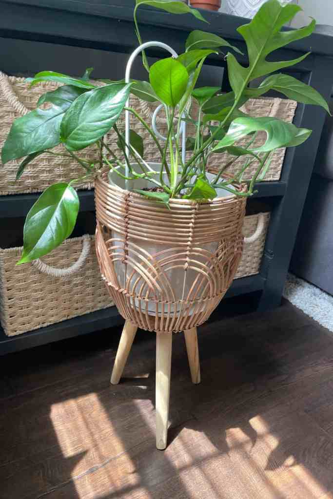 pothos air-purifying 