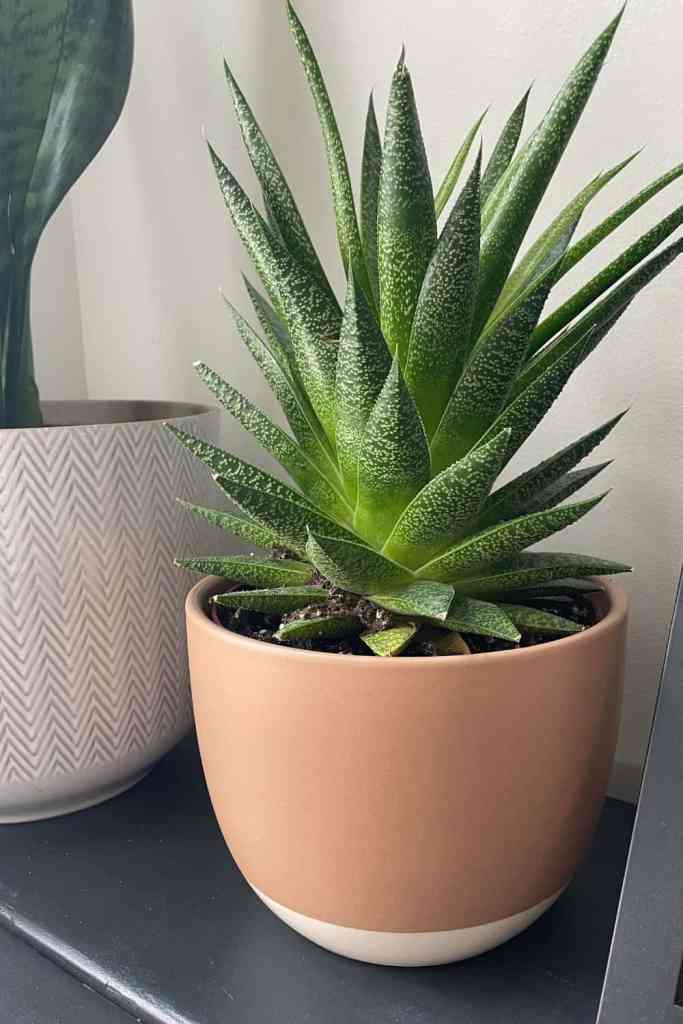 haworthia succulent plant
