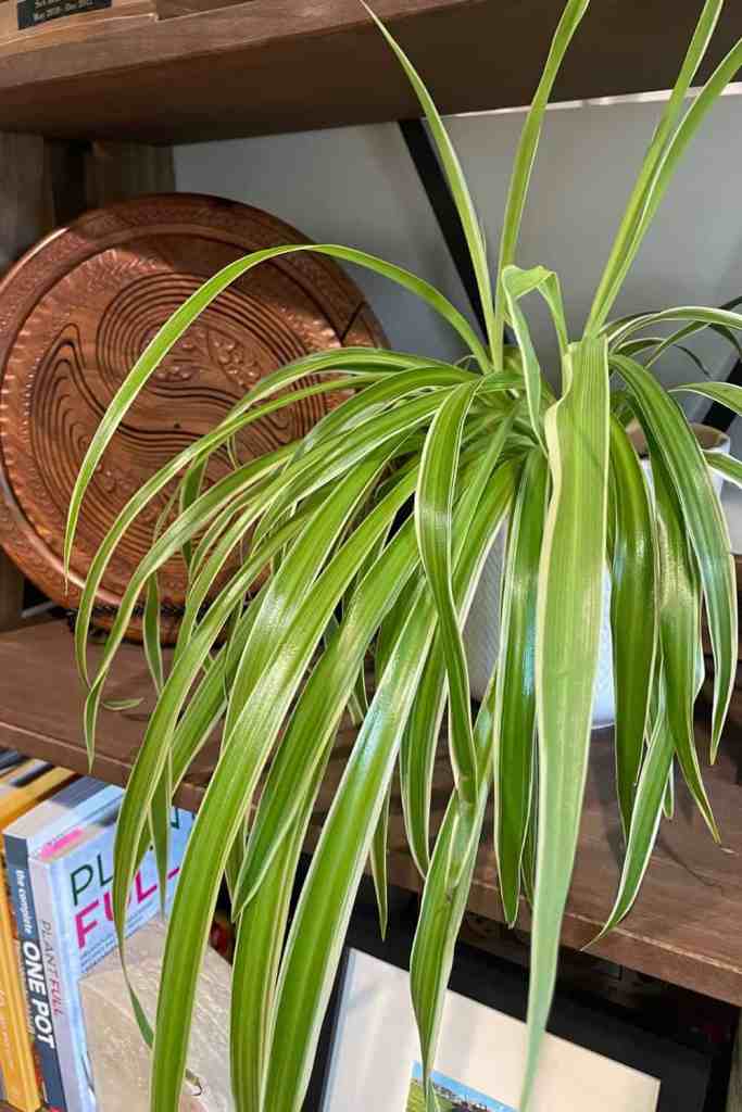 air-purifying indoor plant