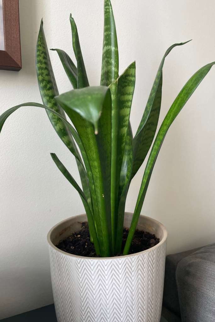 air-purifying indoor plant