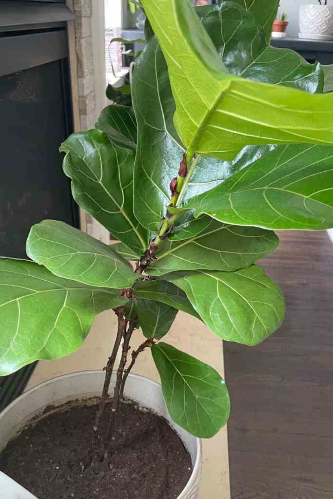fiddle leaf fig is an easy indoor plant