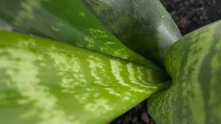 how to get rid of gnats on indoor plants