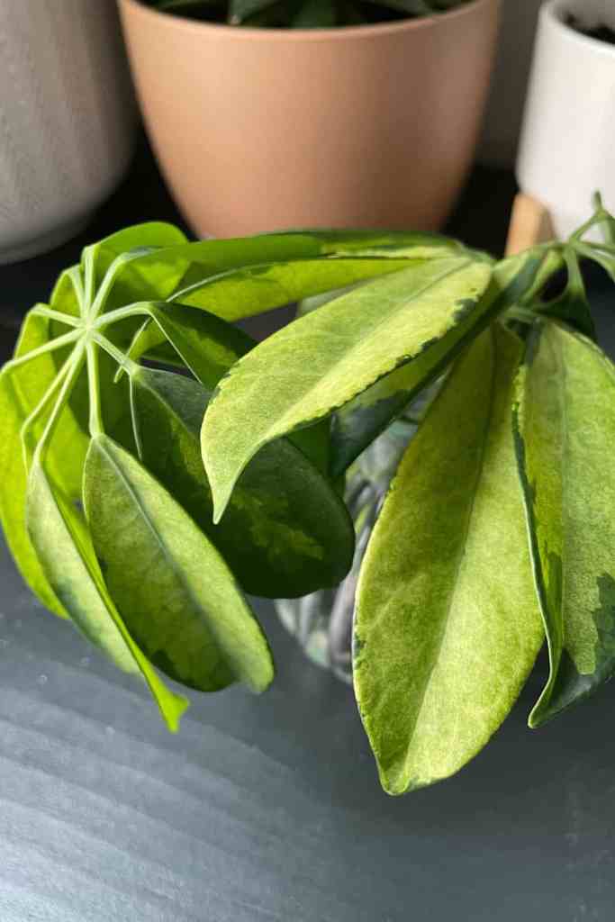 umbrella plant 