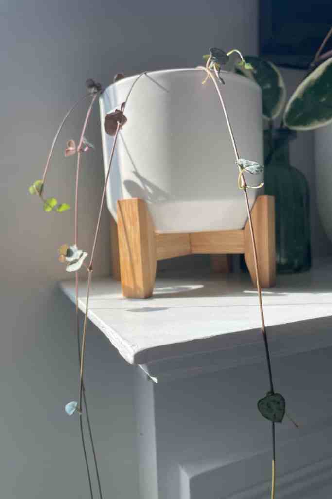 string of hearts air purifying 